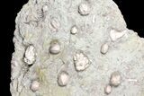 Blastoid, Rugose Coral and Crinoid Fossil Association - Illinois #134329-1